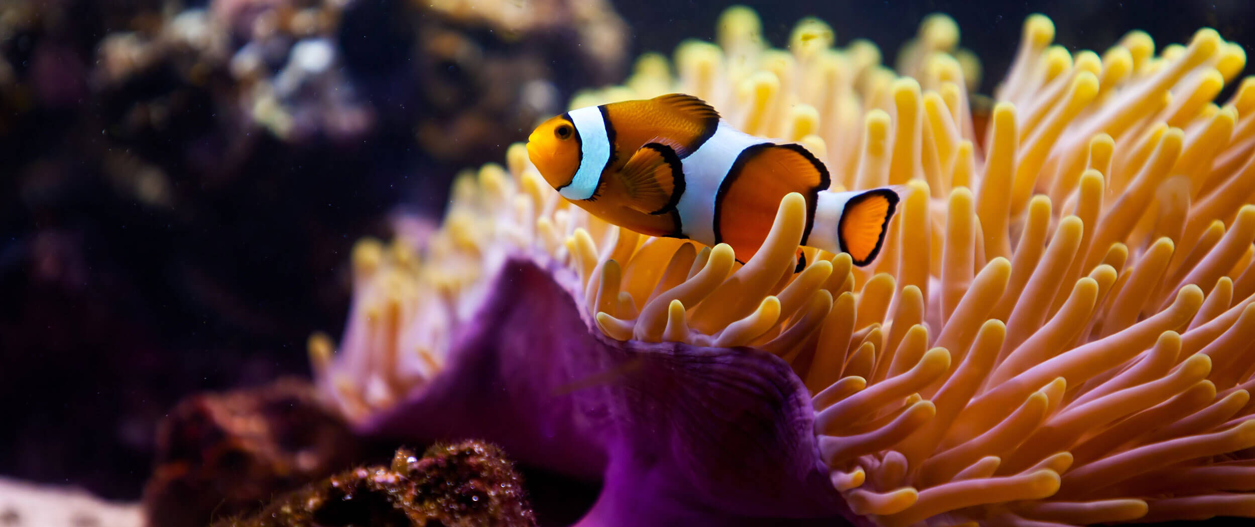  培養海洋生物技術相關所需之人才 