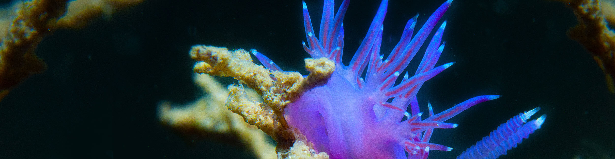 國立高雄科技大學海洋生物技術系